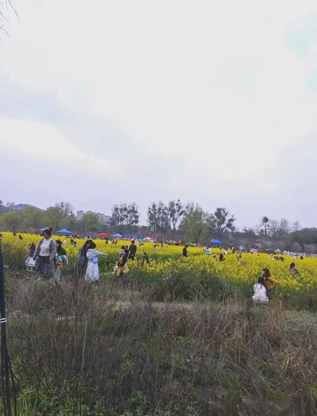 成都休闲哪里好_成都主要公园介绍_成都公园茶文化