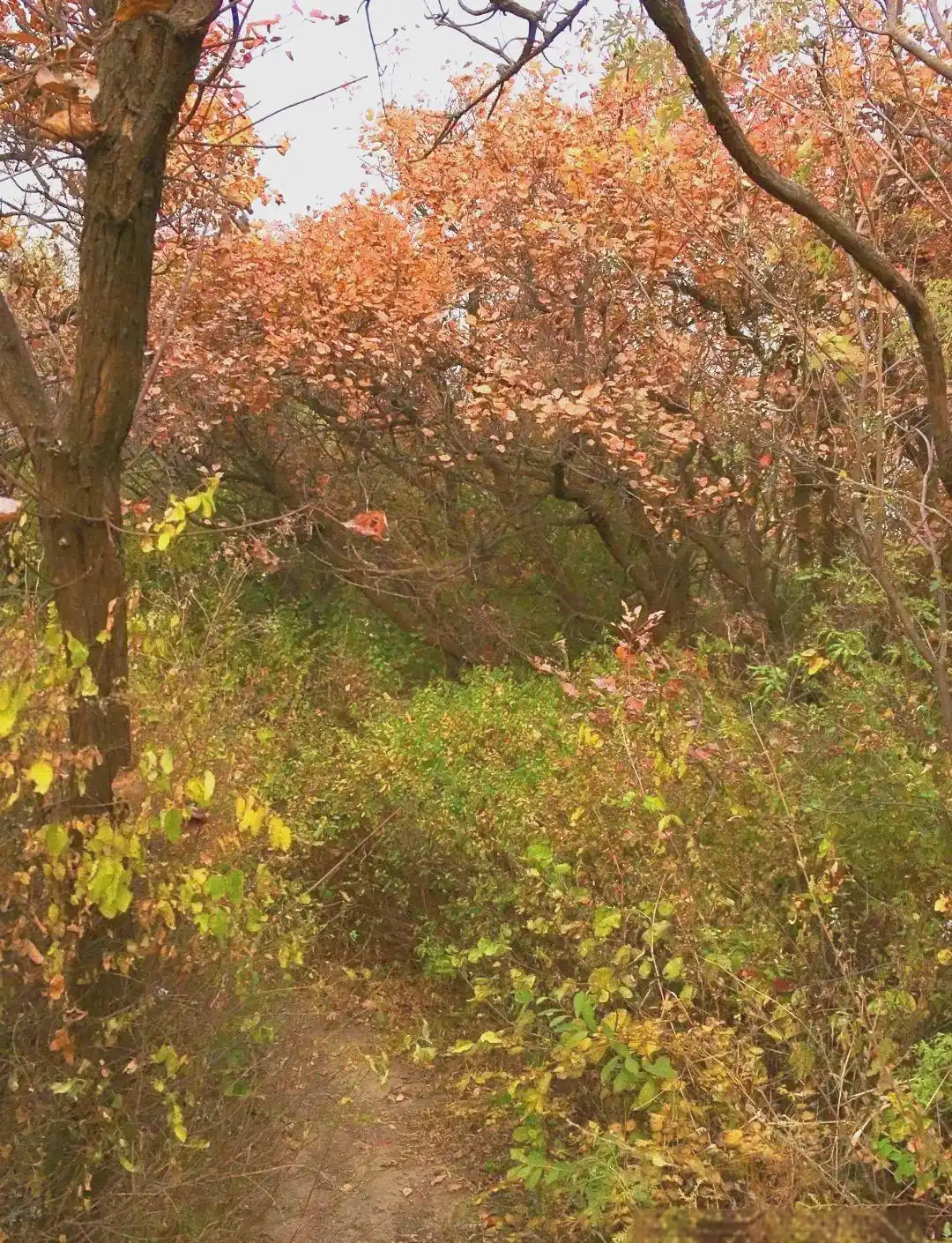 成都主要公园介绍_成都休闲哪里好_成都公园茶文化