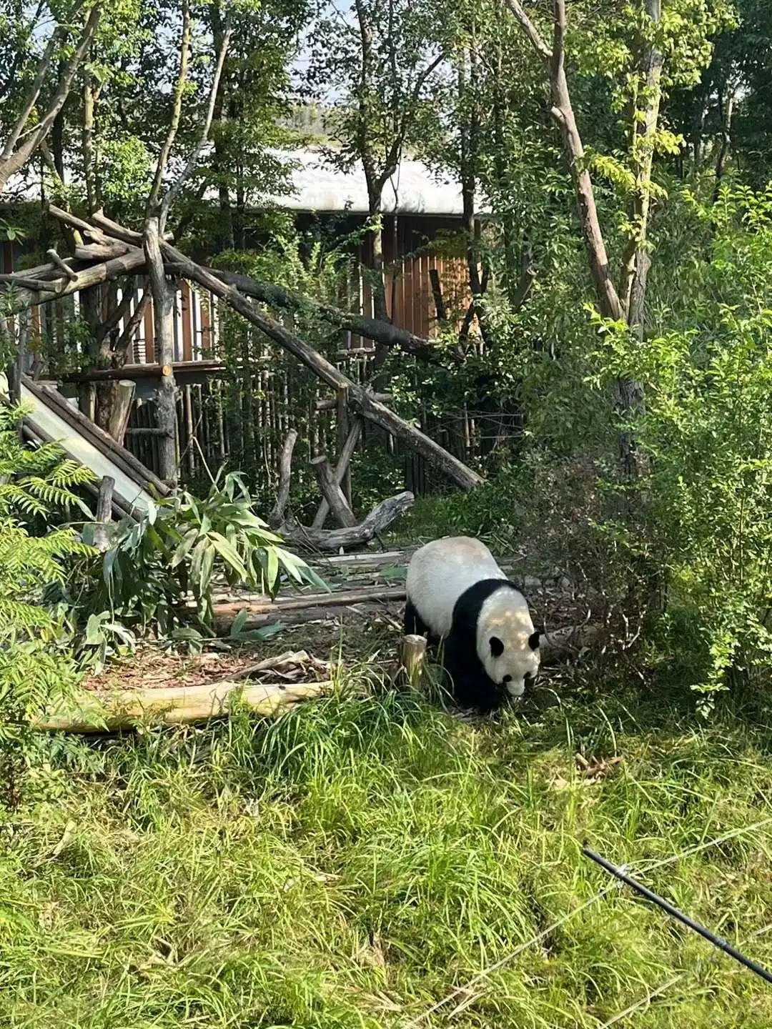 成都大熊猫繁育研究基地_都江堰水利工程_成都休闲哪里好